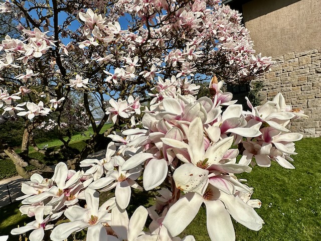 Magnolias flowering at the Neuer Garten in Potsdam