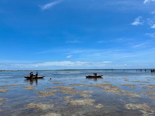 Two boats with people collecting medical plants and animals from the mud and shallow sea during low tide
