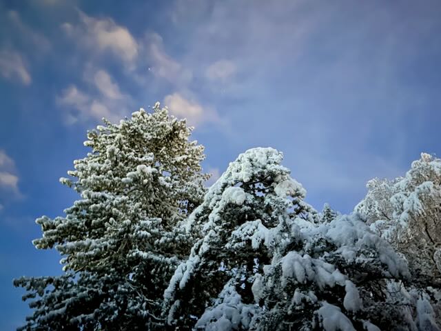 Snowy trees against a blue morning sky